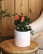 Orange flowered rose plant